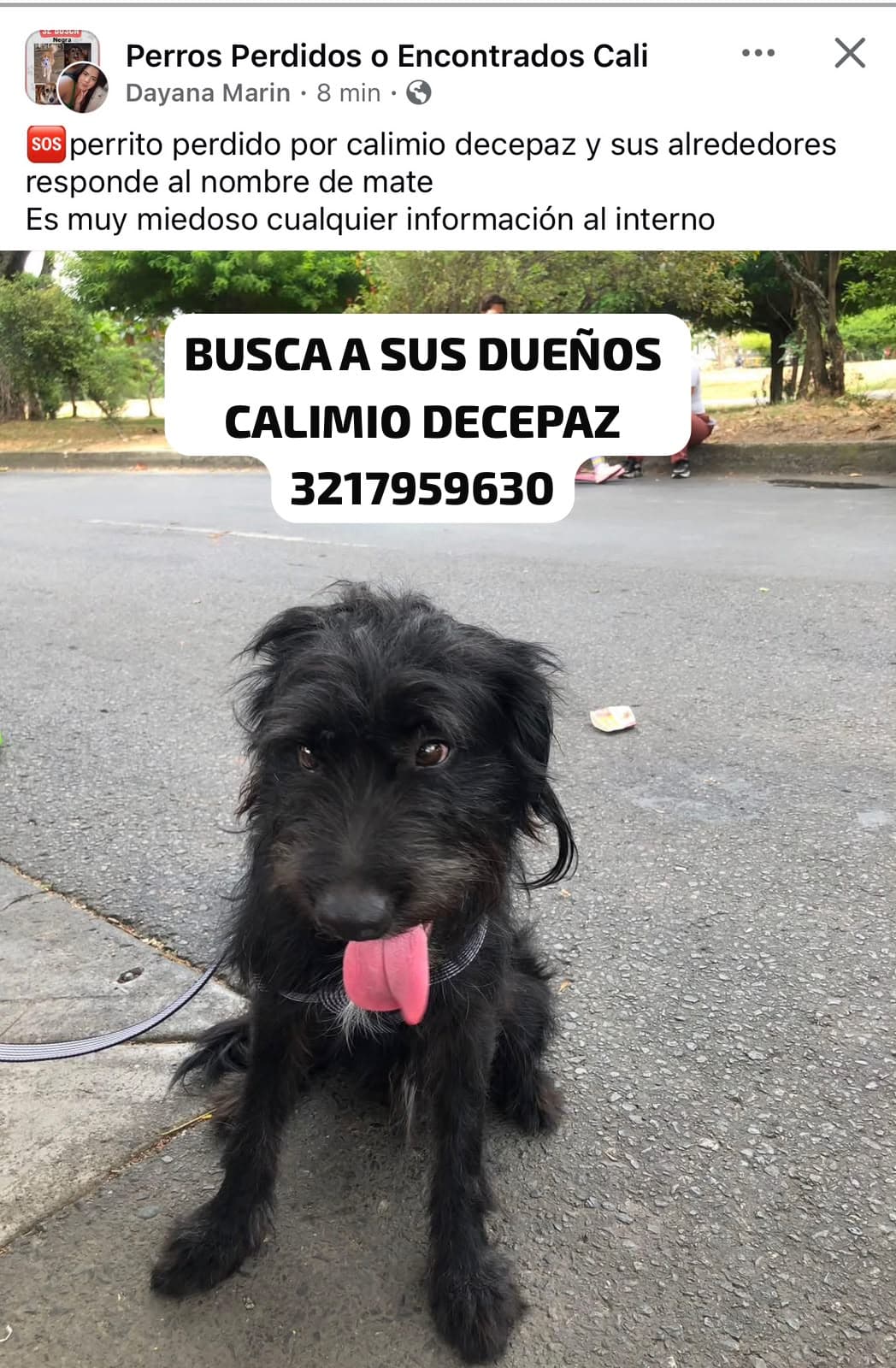 mate · Perro negro