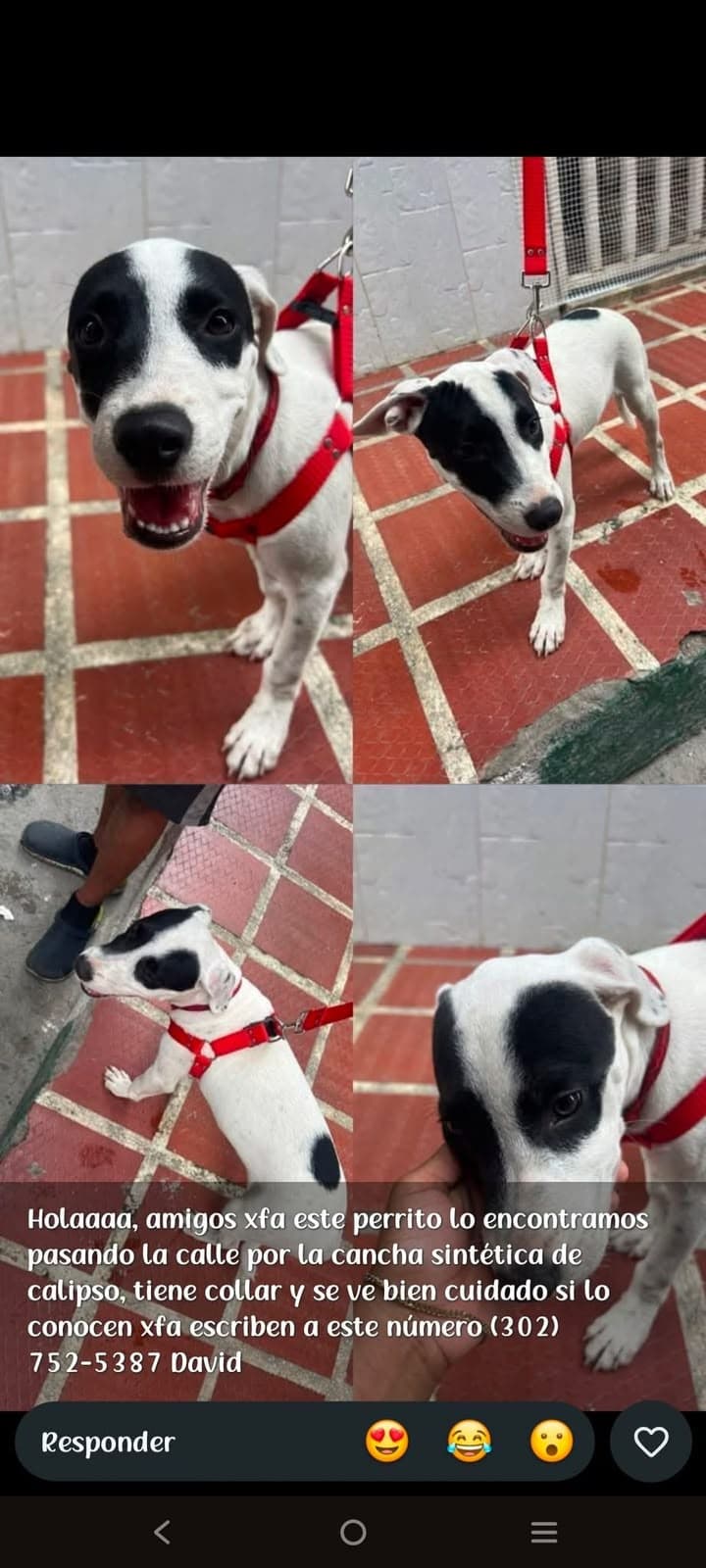 CANCHAS SINTÉTICAS DE CALIPSO_ · Perro blanco