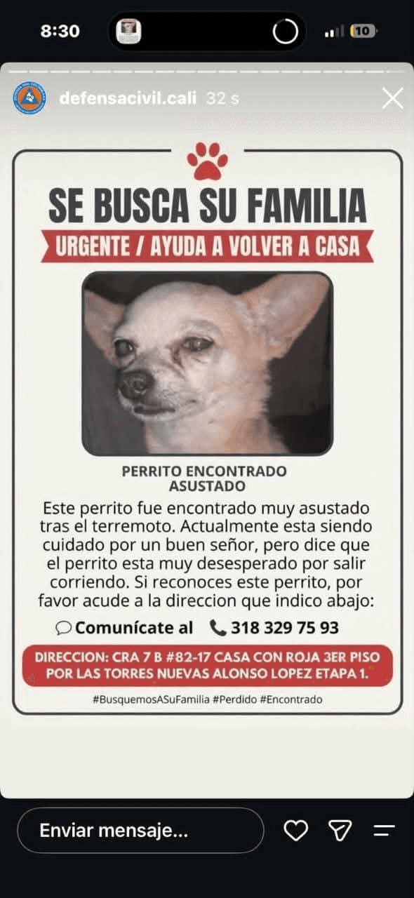 CHIHUAHUA BLANCO · Perro pequeño, beige, chihuahua