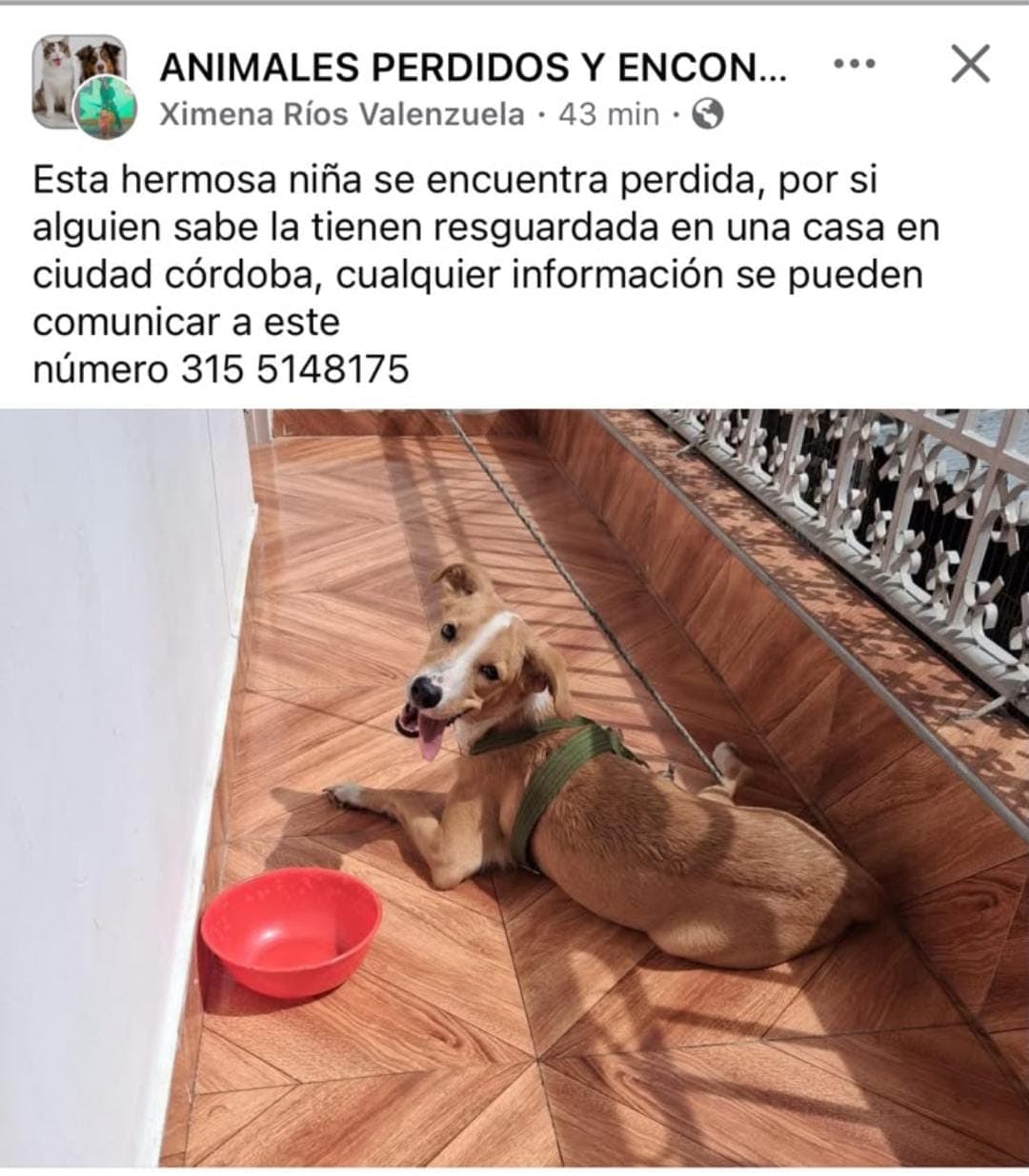 CIUDAD CÓRDOBA · Perro marrón