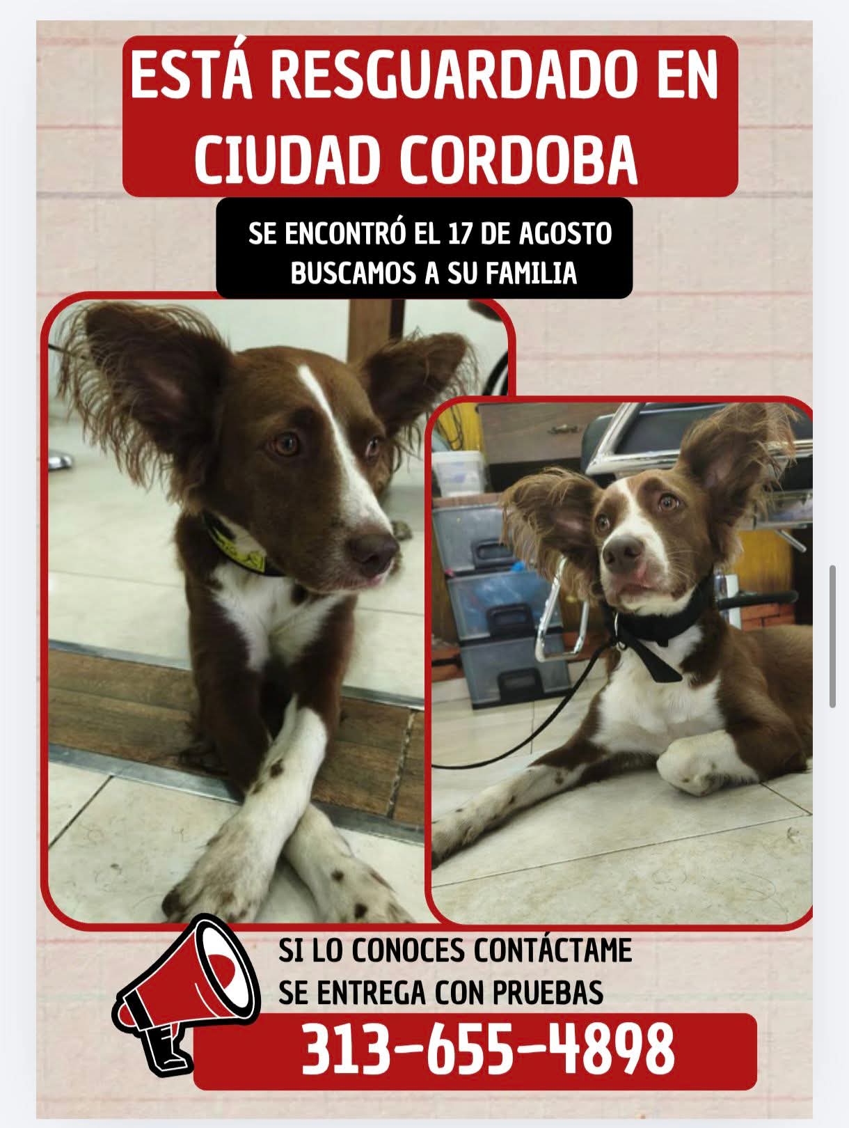 CIUDAD CÓRDOBA · Perro marrón
