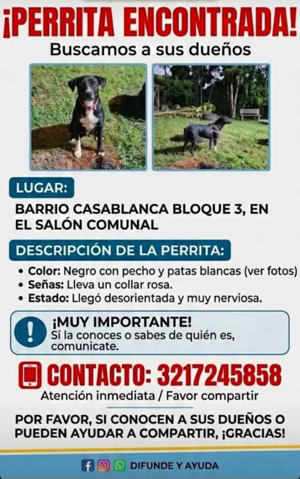 Collar Rosa · Perro negro