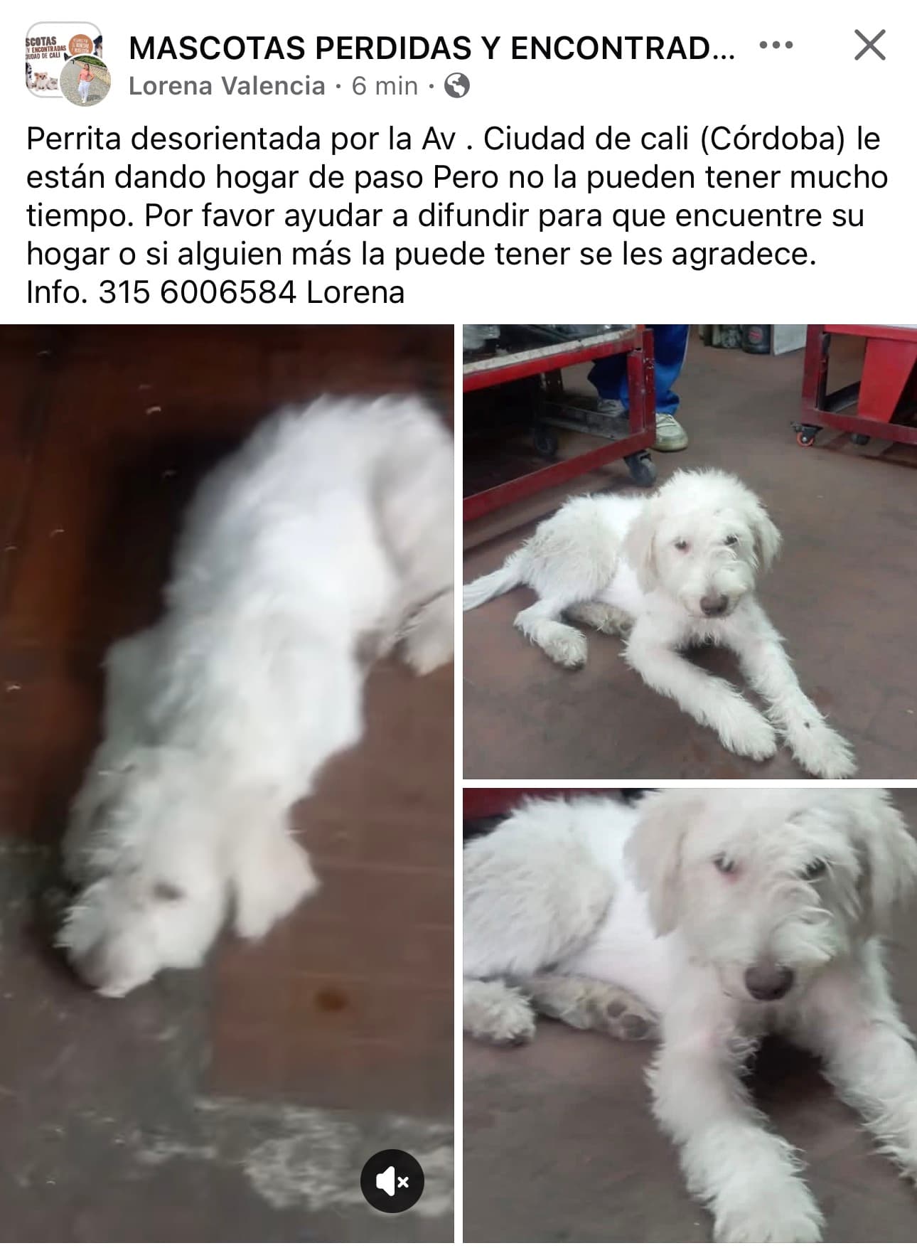 CÓRDOBA AVENIDA CIUDAD DE CALI · Perro blanco