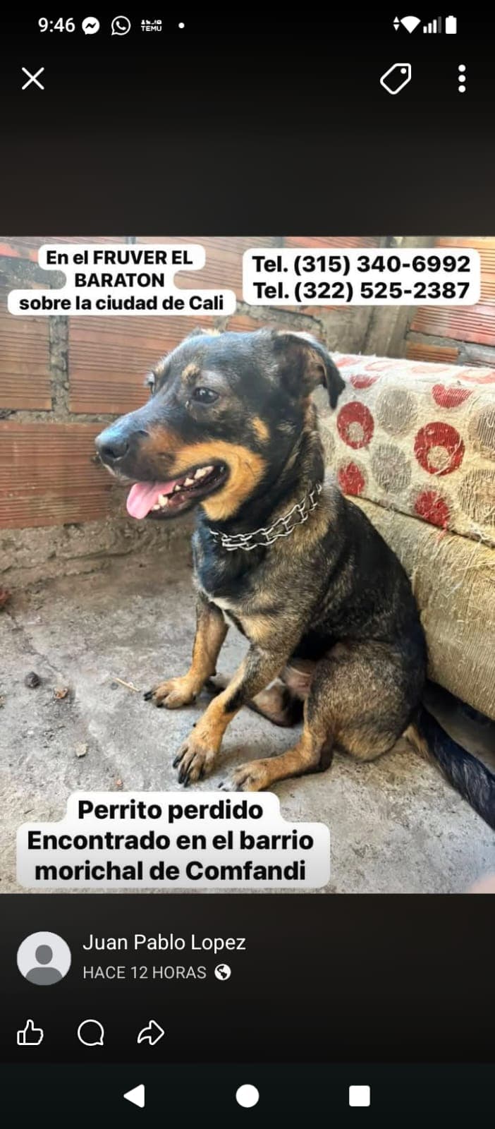MORICHAL DE COMFANDI(1) · Perro negro