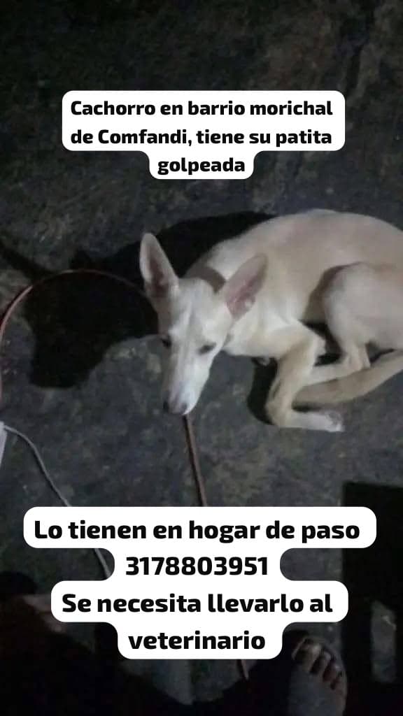 MORICHAL DE COMFANDI · Perro blanco