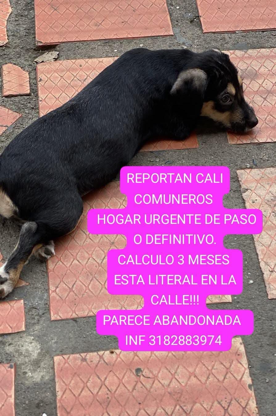 NIÑA · Perro pequeño, negro
