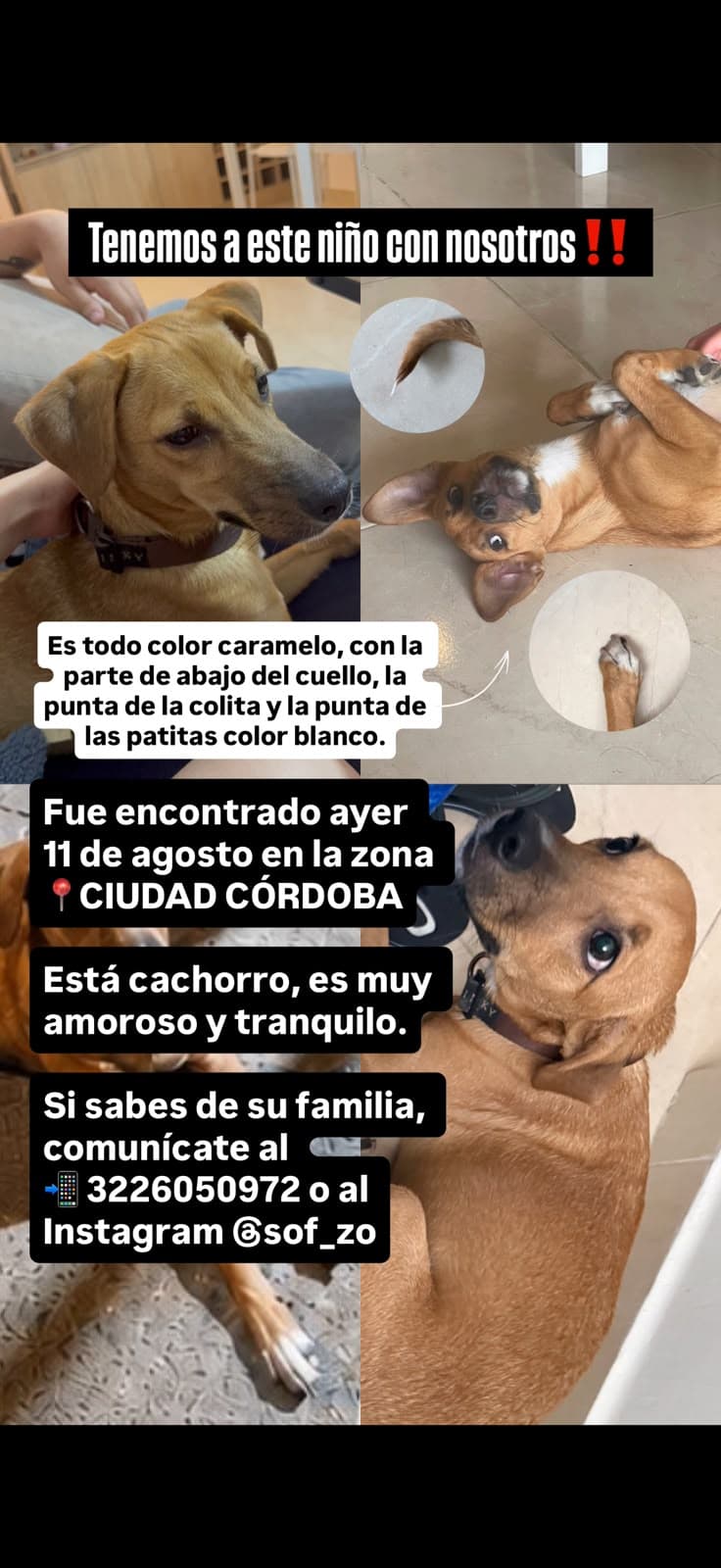 PERRITO ENCONTRADO · Perro caramelo