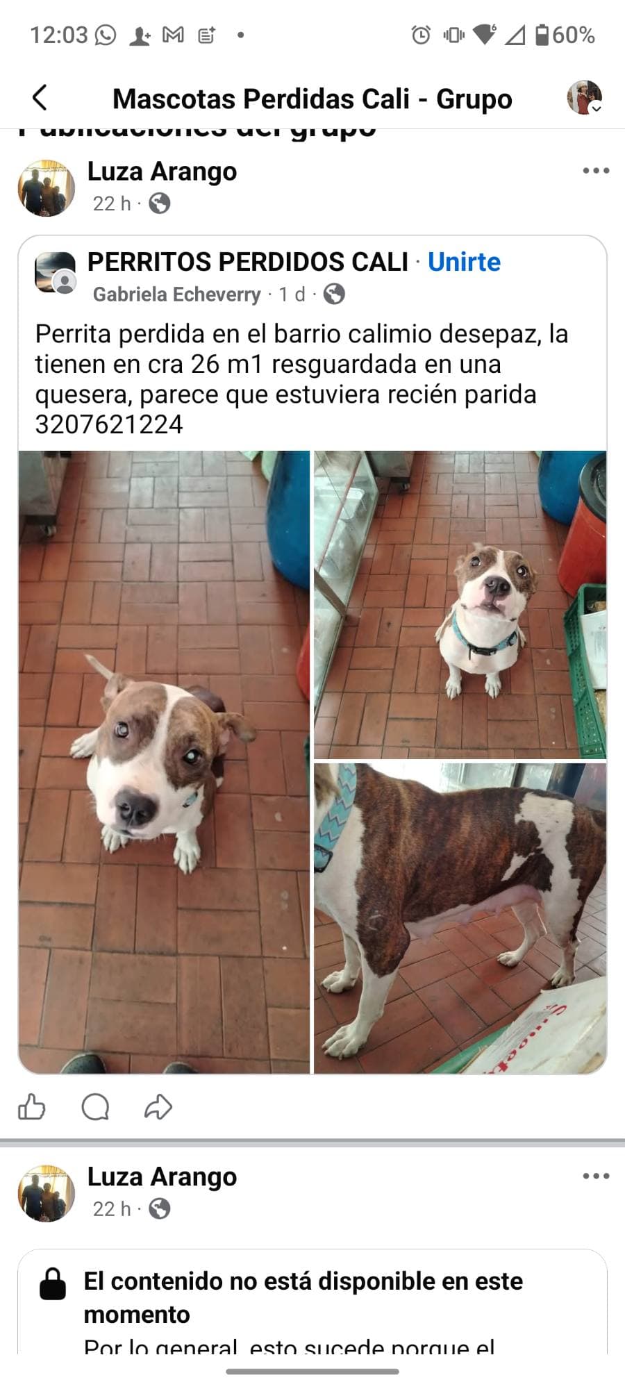 Pitbull Calimio Decepaz · Perro mediano, blanco