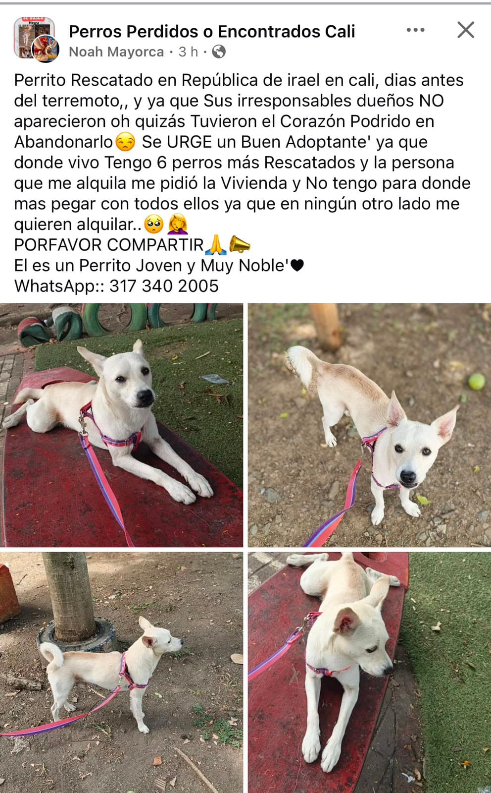 REPÚBLICA DE ISRAEL_ · Perro pequeño, blanco