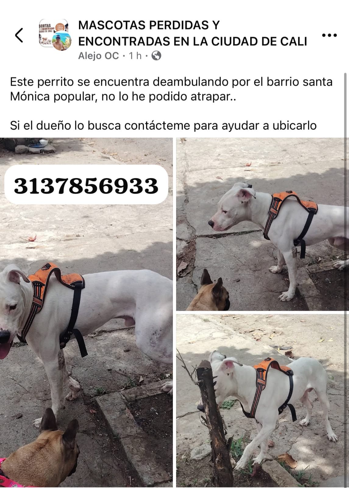 SANTA MÓNICA POPULAR_ · Perro grande, blanco