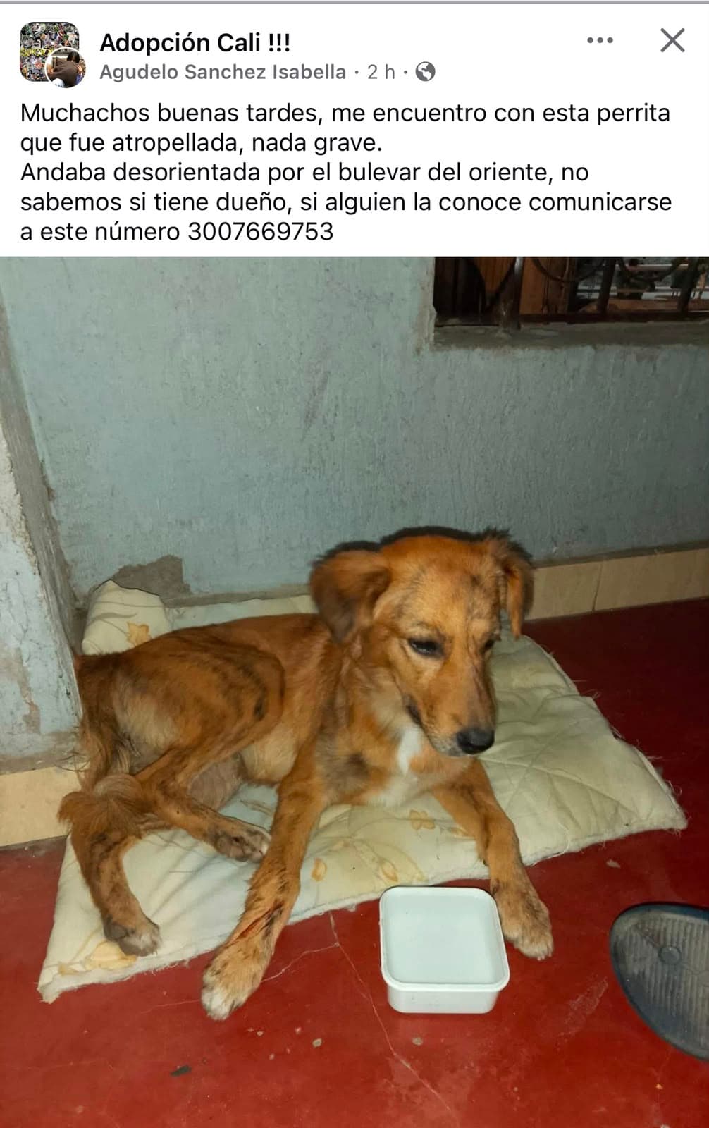 SE ENCUENTRA POR EL BULEVAR DEL ORIENTE · Perro marrón