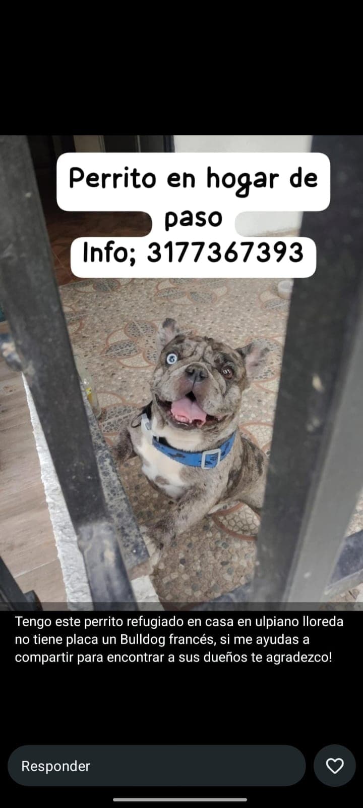 ULPIANO LLOREDA · Perro mediano, gris, bulldog francés