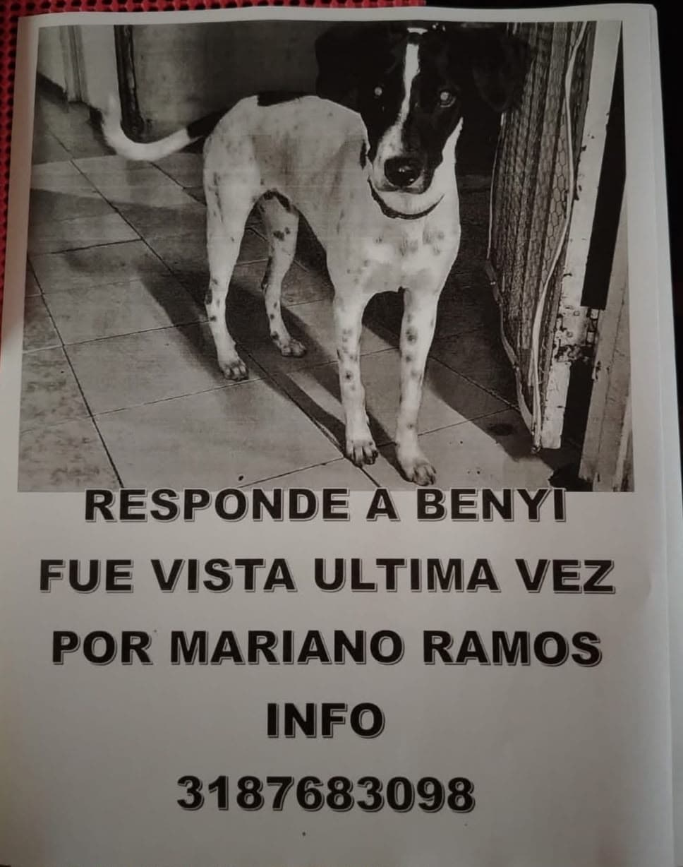 BENYI · Perro mediano, blanco