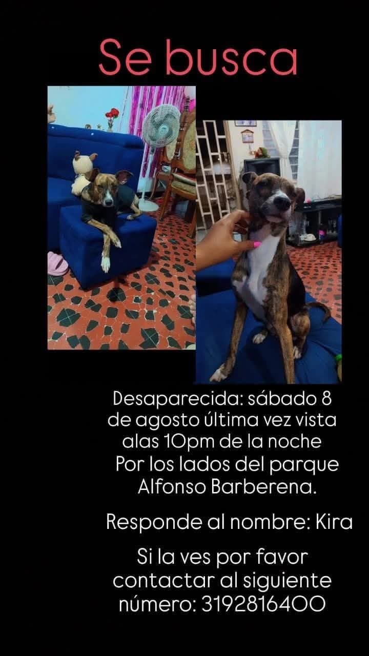 Kira · Perro marrón atigrado
