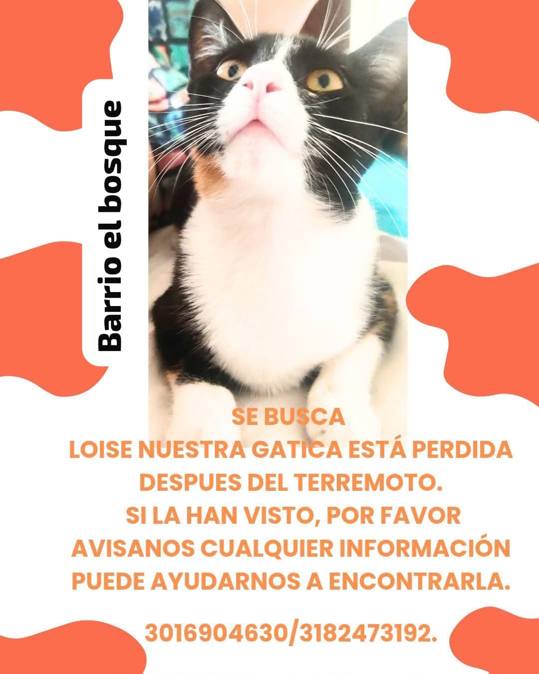 LOISE · Gato blanco