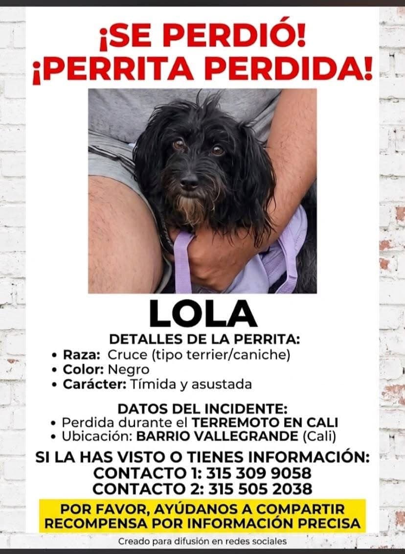LOLA · Perro negro, cruce (tipo terrier/caniche)