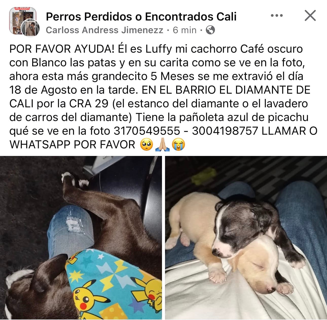 Luffy · Perro pequeño, café oscuro
