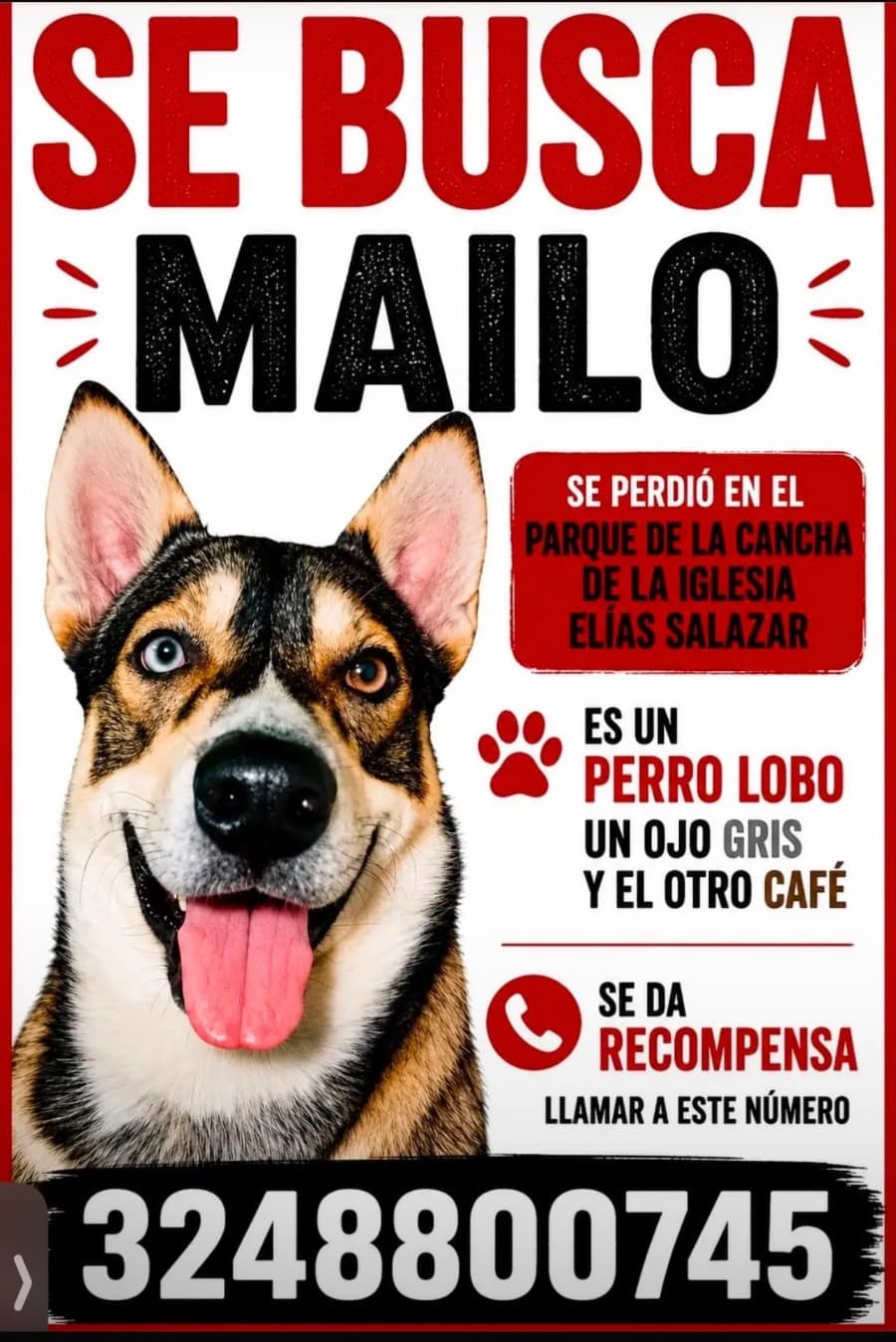 MAILO · Perro negro, perro lobo