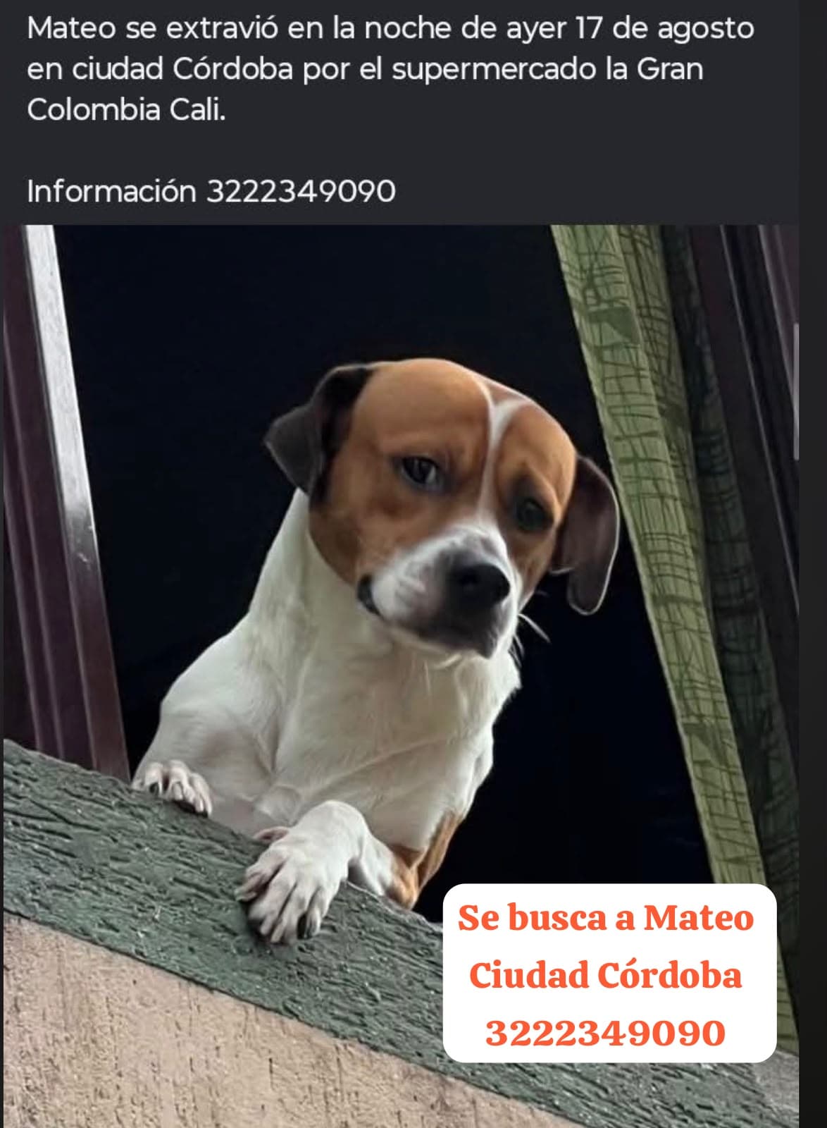 Mateo · Perro blanco