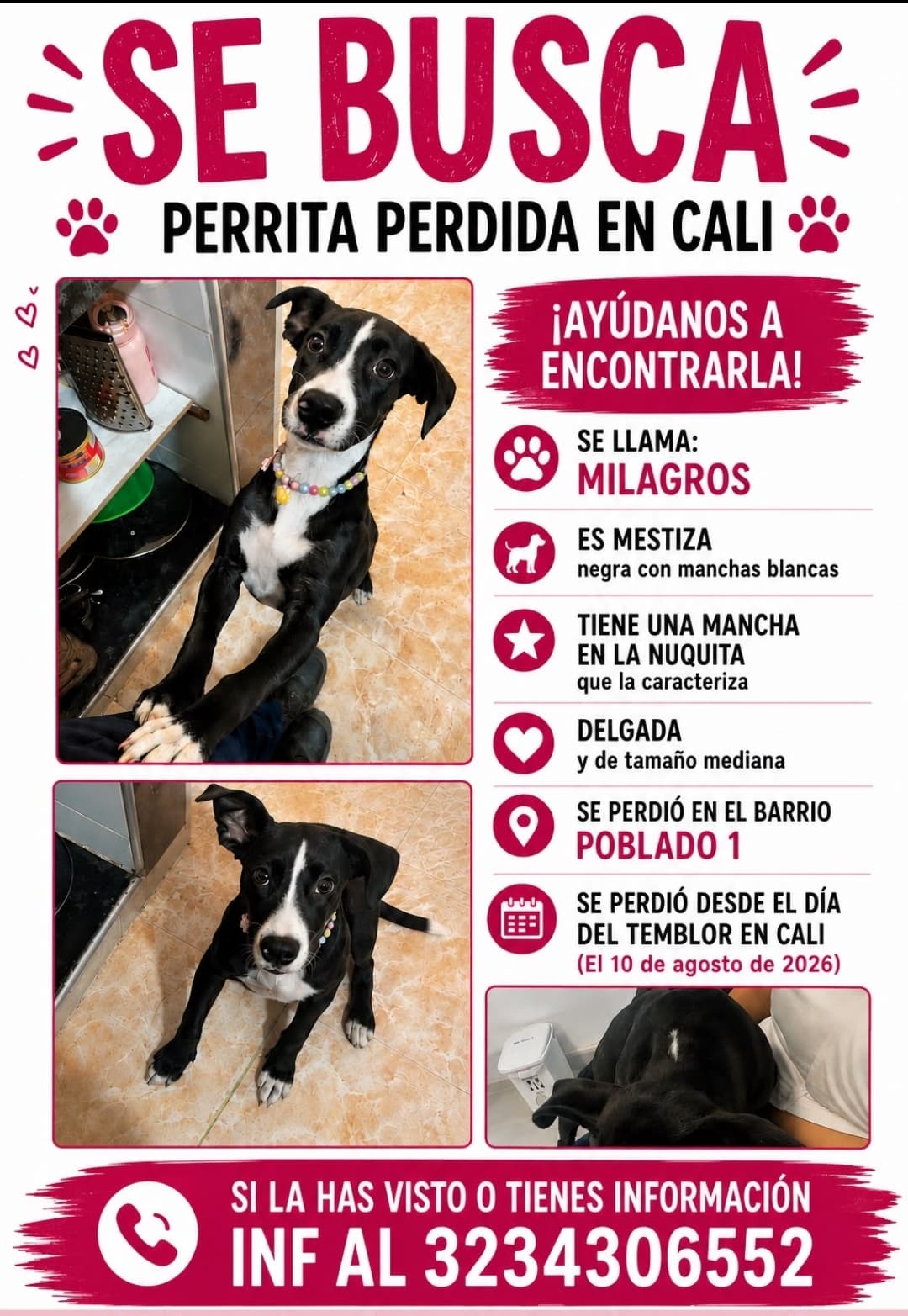 MILAGROS · Perro mediano, negro, mestiza