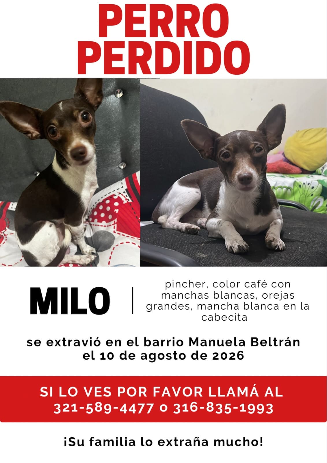 MILO · Perro pequeño, café, pincher
