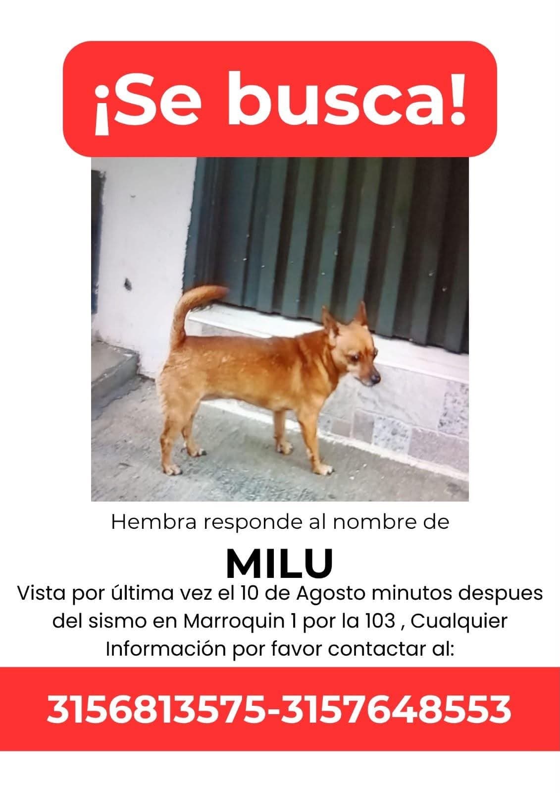 MILU · Perro pequeño, marrón