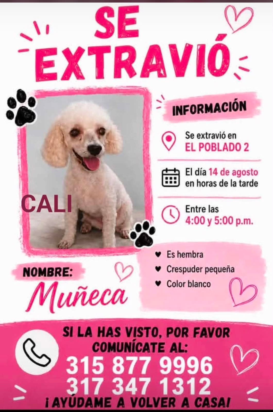 Perro pequeño, blanco, poodle