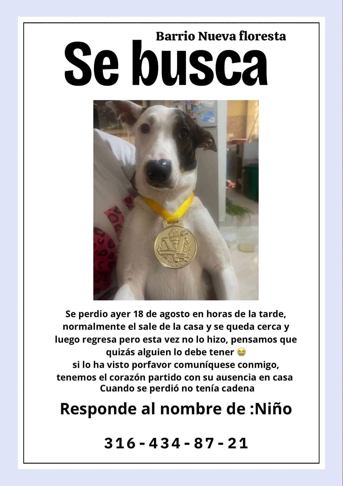 Perro blanco