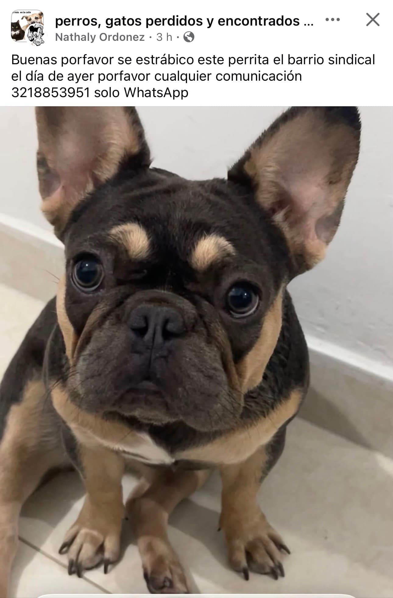 Perro pequeño, marrón, bulldog francés