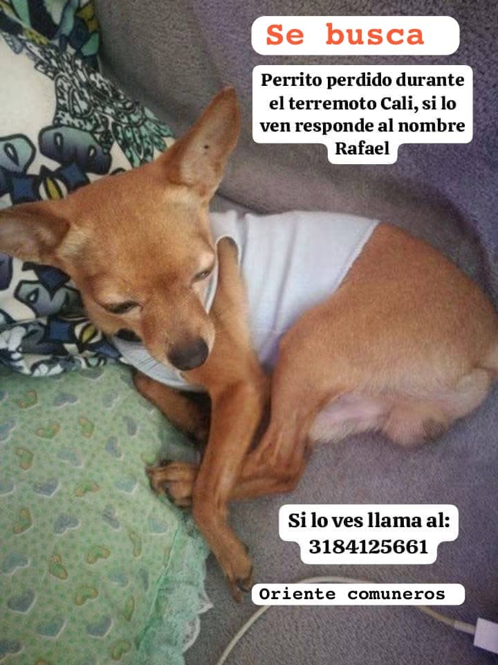 Perro pequeño, marrón