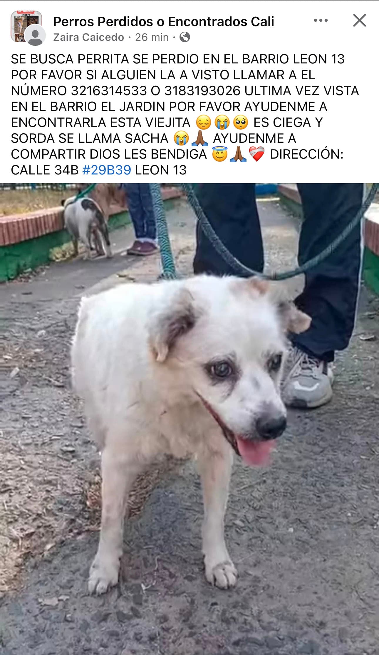 Perro blanco