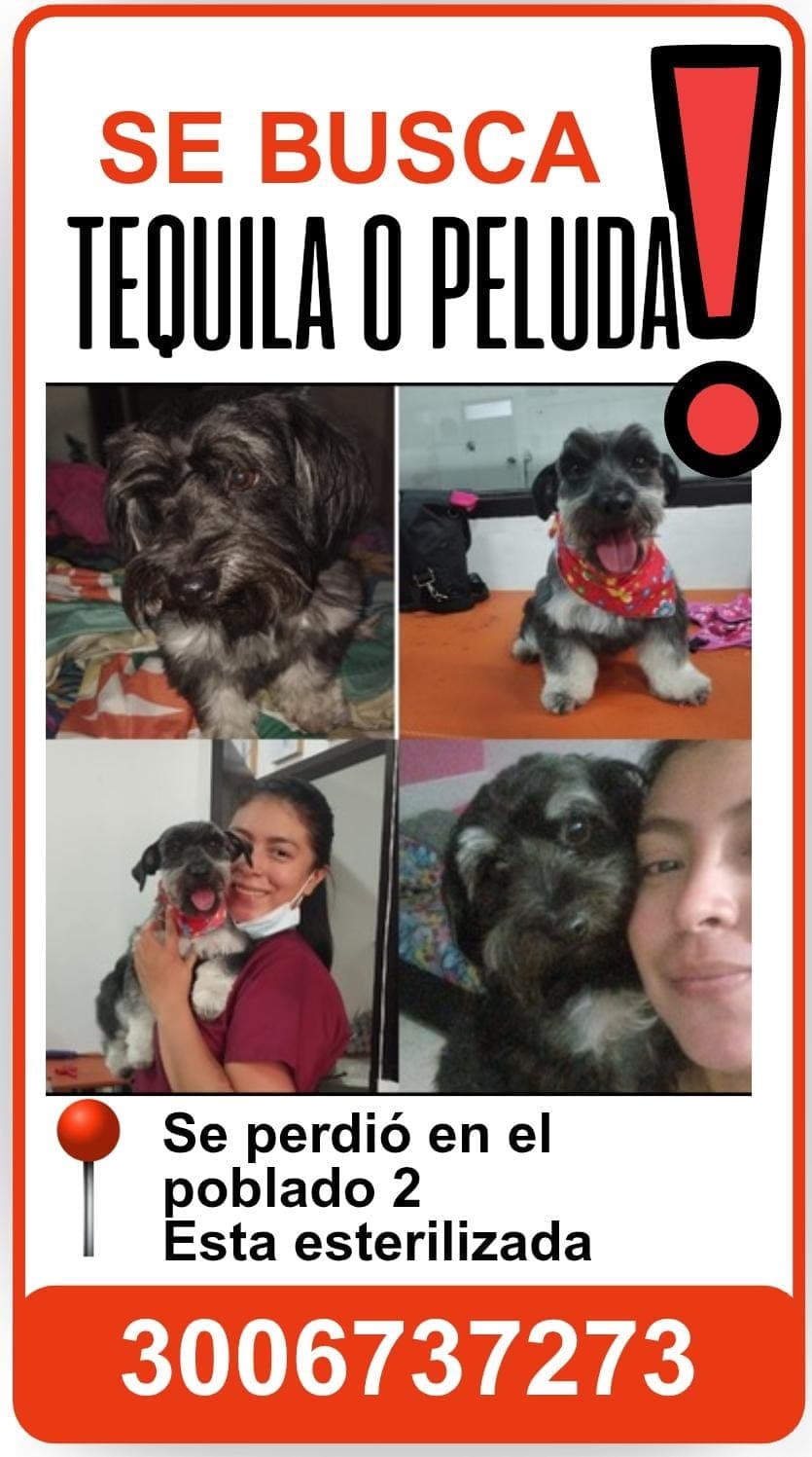 Perro pequeño, negro, schnauzer