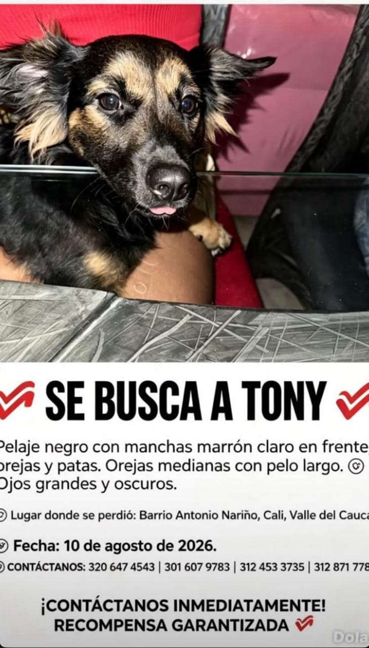 Perro negro