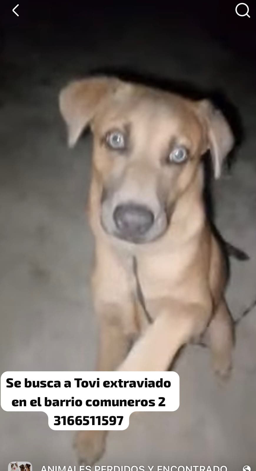 Perro marrón claro