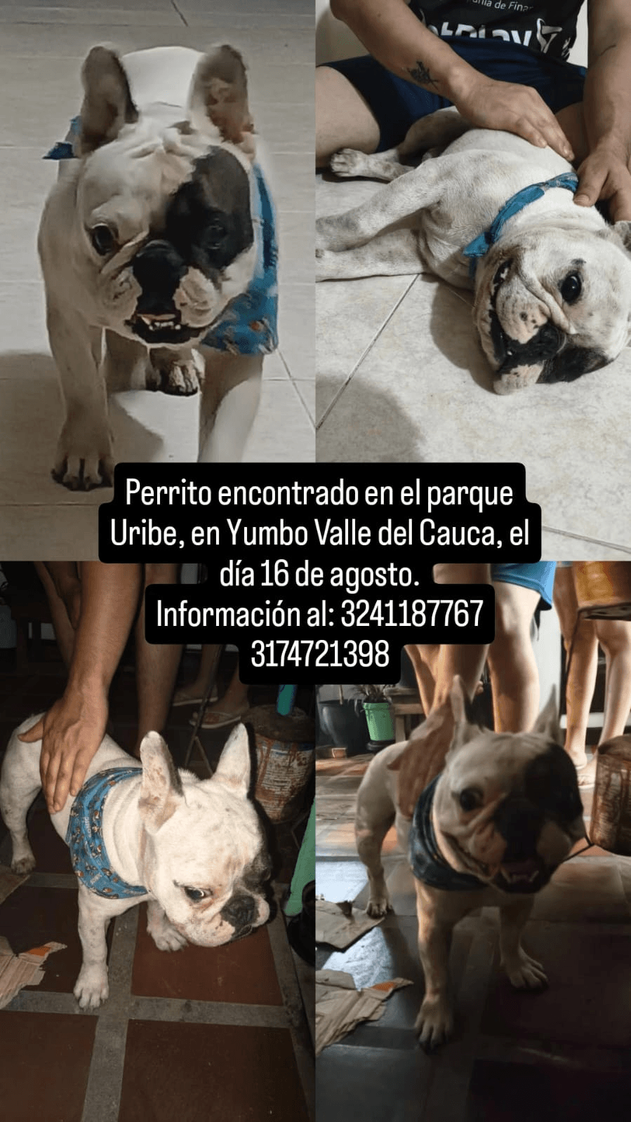 Bulldog frances blanco Yumbo · Perro blanco, bulldog francés