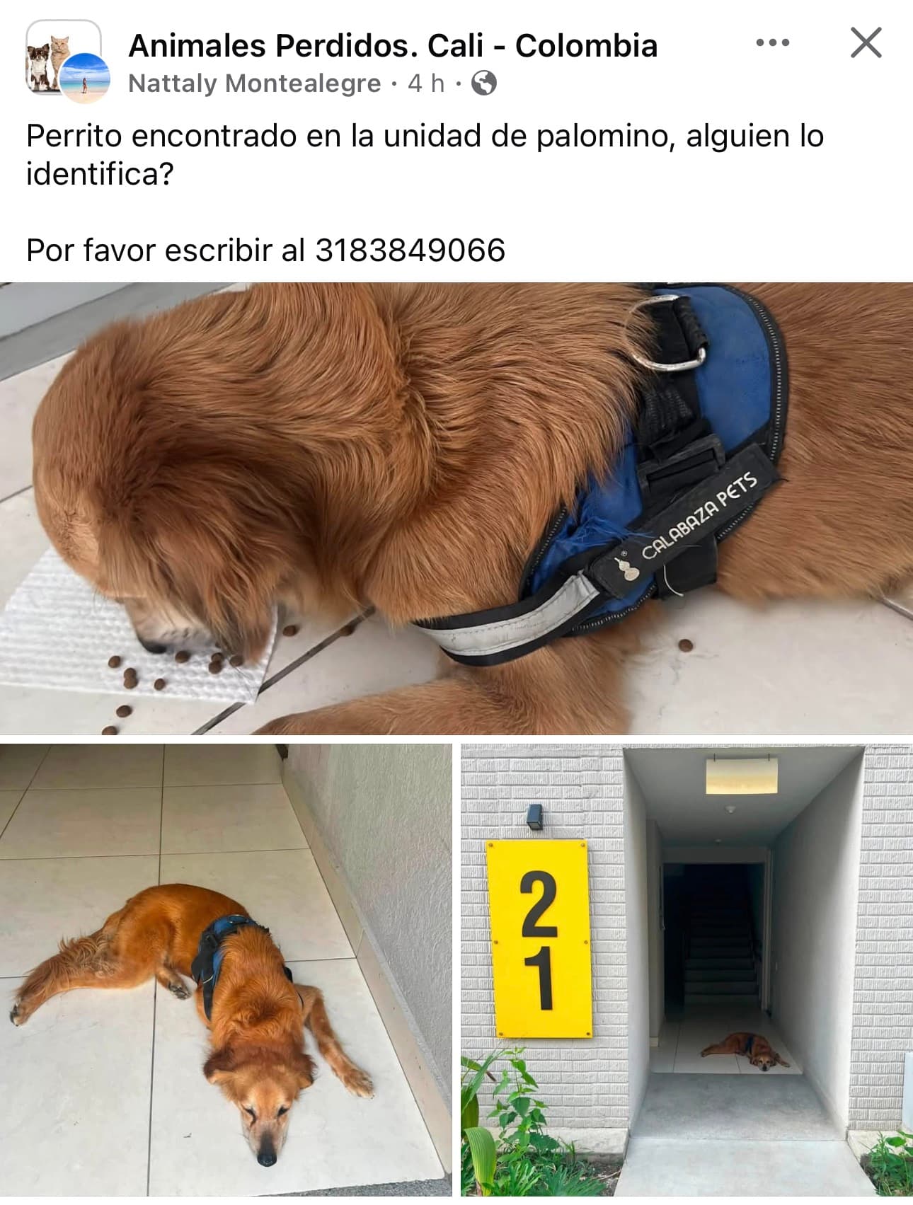CIUDAD GUABINAS · Perro grande, dorado, golden retriever