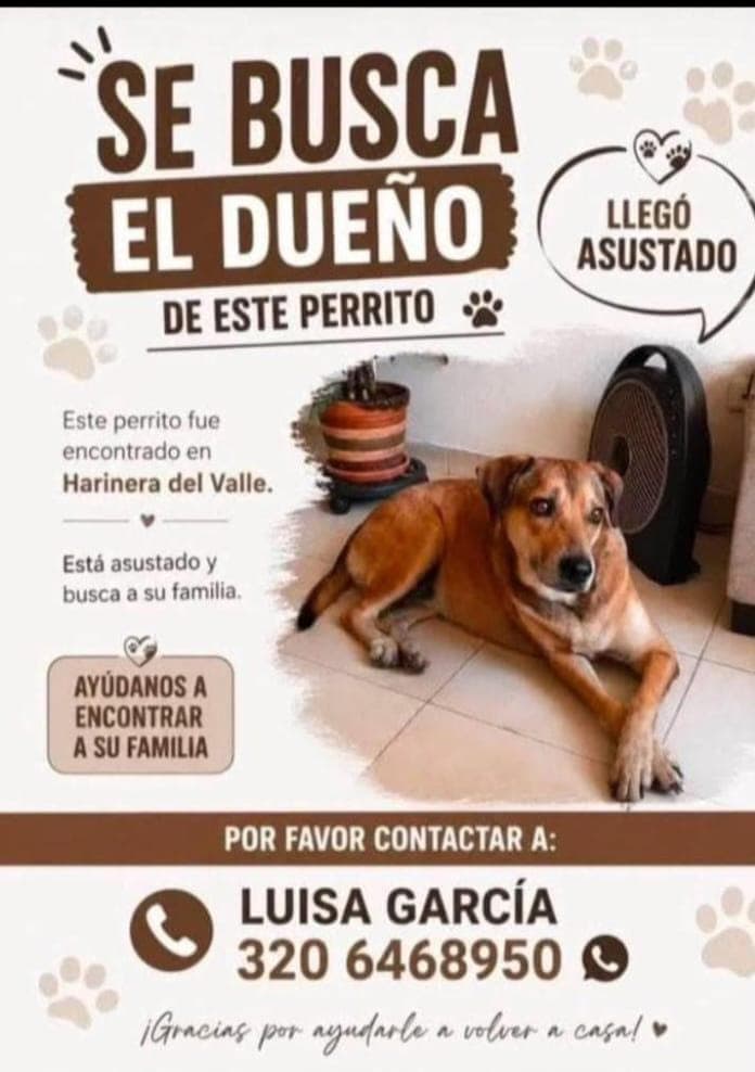 HARINERA DEL VALLE · Perro mediano, marrón