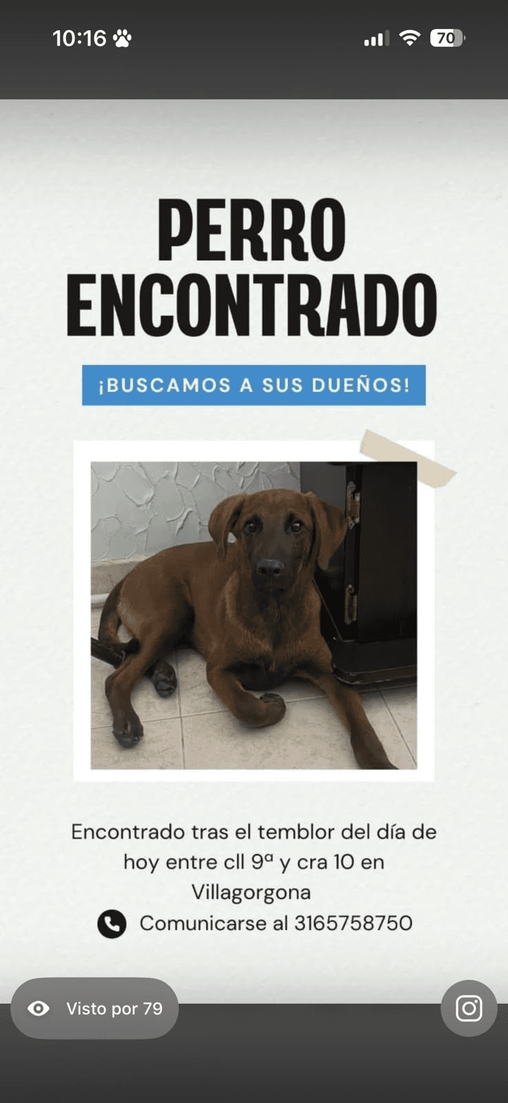 PERRO CAFE · Perro grande, marrón