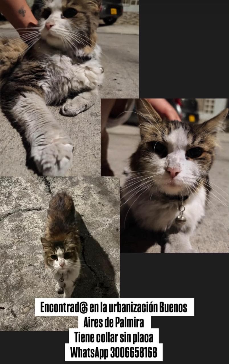 Urbanización buenos aires de Palmira · Gato blanco