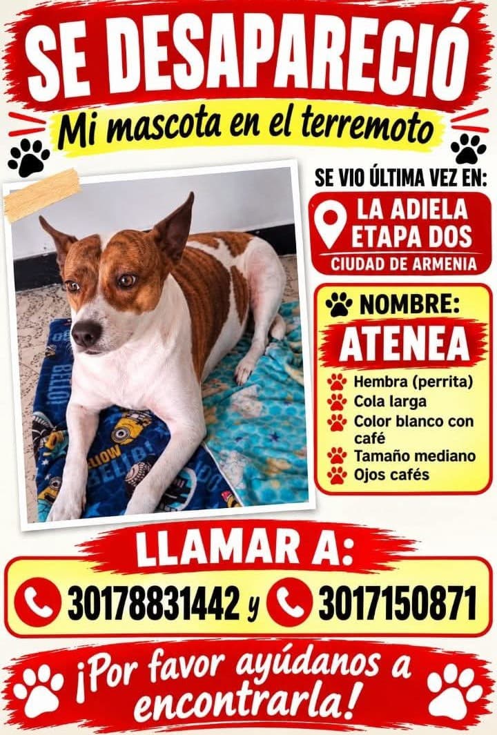 Perro mediano, blanco