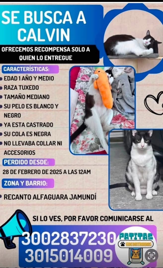 Gato mediano, blanco, tuxedo