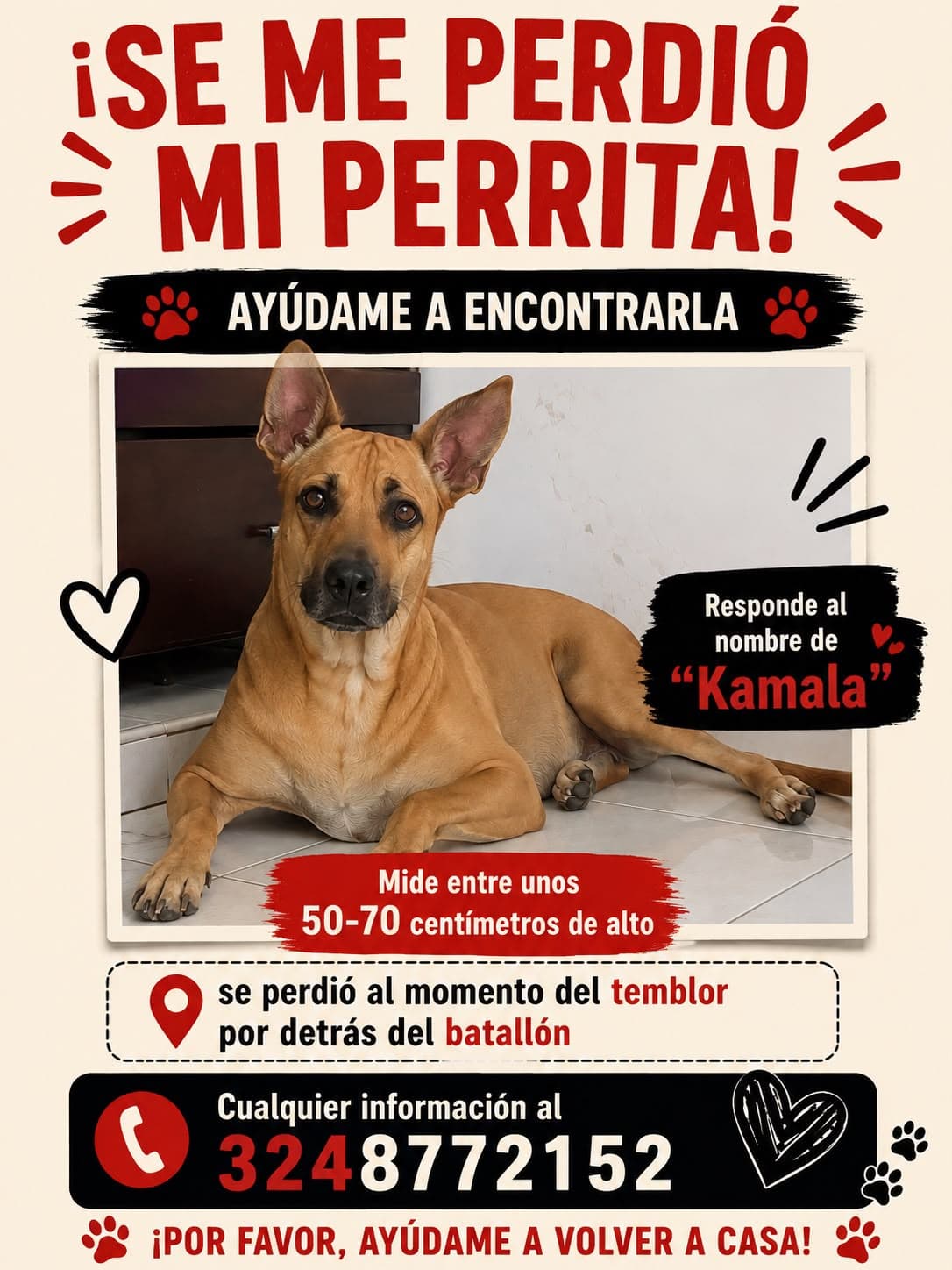Perro mediano, marrón