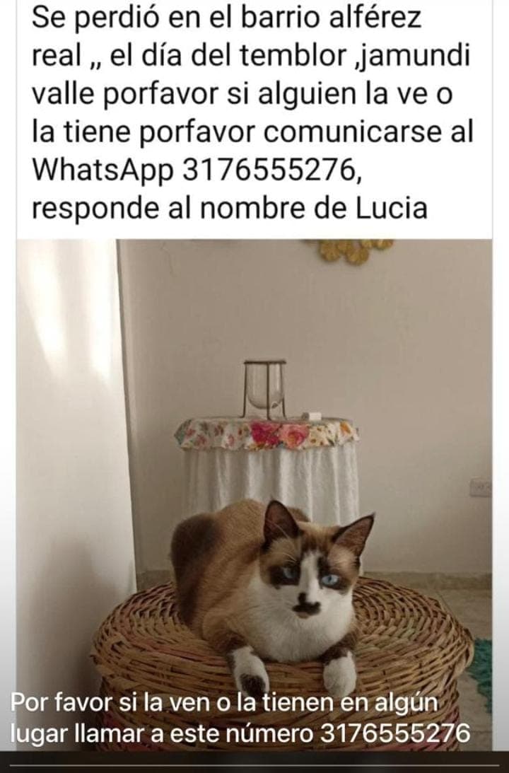 Gato marrón