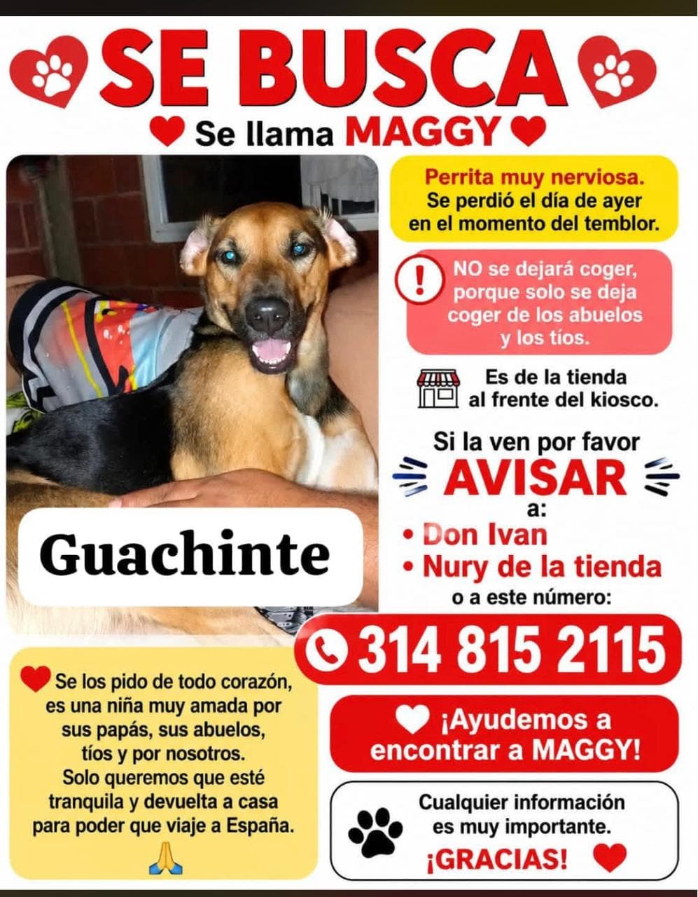 Perro marrón