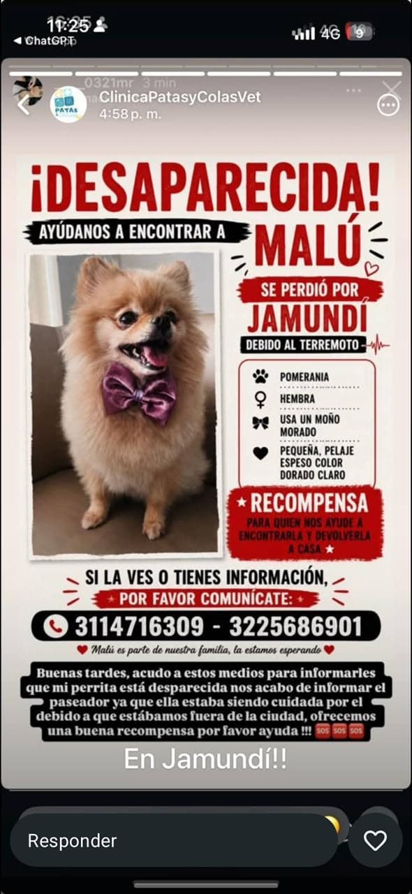 Perro pequeño, dorado claro, pomerania