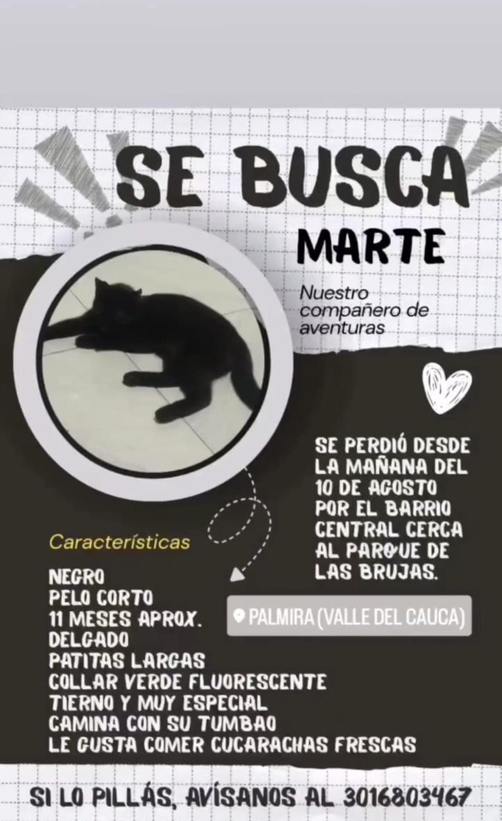 Gato pequeño, negro