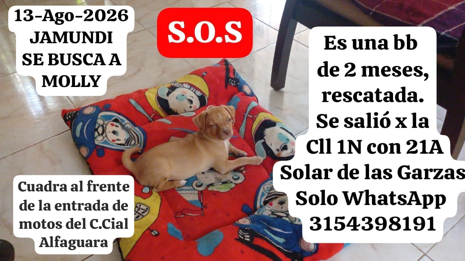 Perro pequeño, beige