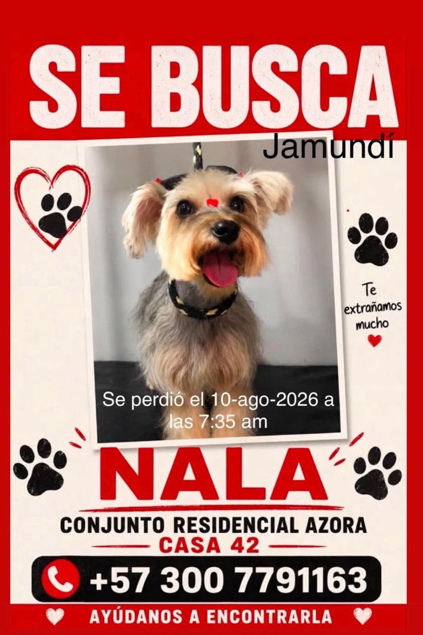 NALA · Perro pequeño, gris, yorkshire terrier