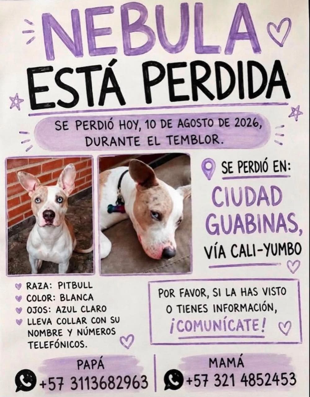Nebula · Perro blanca, pitbull