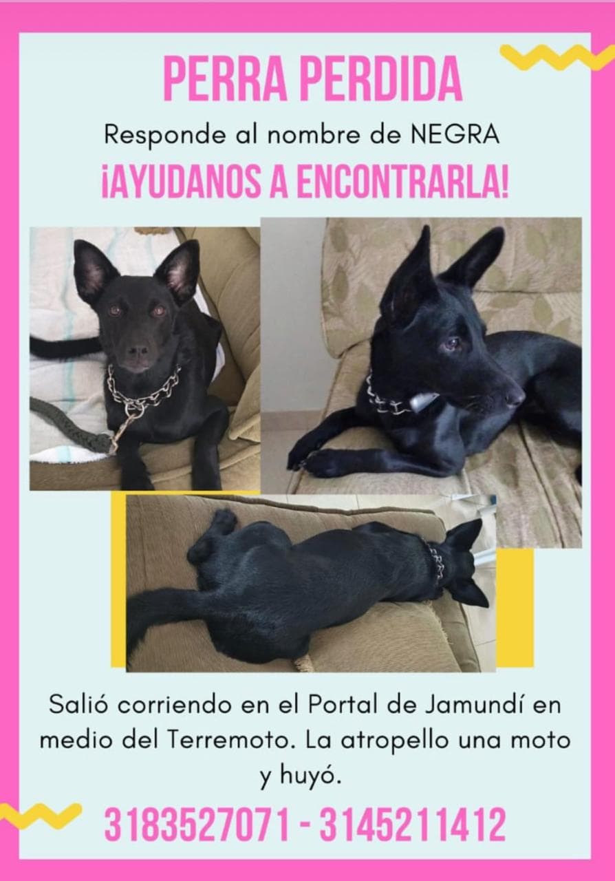 NEGRA · Perro negro